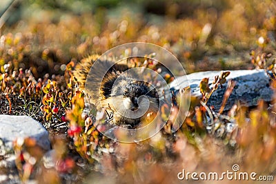 Closeup portrait of a lemming outdoors Stock Photo