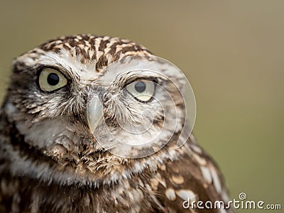 Closeup portrait of a little owl Athene noctua Stock Photo