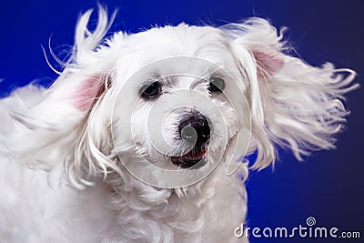 Closeup portrait of maltese dog in dynamic ears on blue background Stock Photo