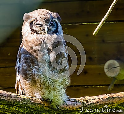 Closeup portrait of a milky eagle owl, tropical bird specie from Africa Stock Photo
