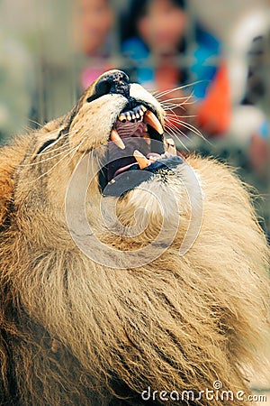 Closeup portrait ot the Lion cat displaying his fangs Stock Photo