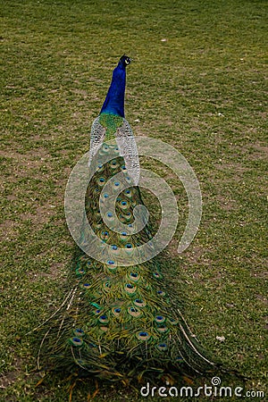 Closeup portrait of a peacock walking with feathers walking in romantic park, green grass, bird with beautiful tail, pattern of Stock Photo
