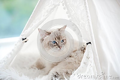 Ragdoll cat kitten in studio Stock Photo