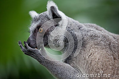 Closeup portrait Ring tailed lemur, lemur catta. Singapore zoo Stock Photo