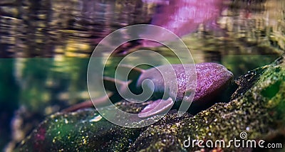 Closeup portrait of a short tail nurse shark laying on a rock, carpet shark specie, Vulnerable animal specie from the Indian ocean Stock Photo