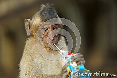 Closeup portrait of small monkey with big thoughtful eyes. Monkey chewing gum in plastic bag. Ecology garbage problem Stock Photo