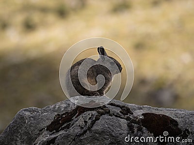 Closeup portrait of a Southern viscacha vizcacha rodent Lagidium viscacia sitting on rock in Cordillera Huayhuash Peru Stock Photo