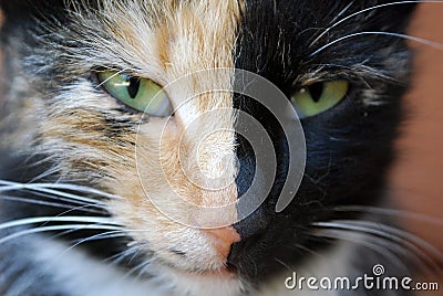 Closeup portrait of a tricolored cat with heterochromia Stock Photo