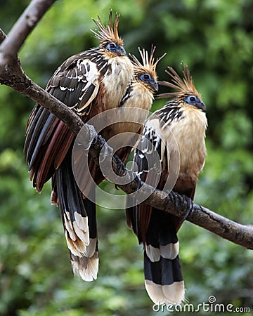 Closeup portrait of two bizarre looking colorful Hoatzins Opisthocomus hoazin sitting on branch in the Pampas del Yacuma, Bolivi Stock Photo