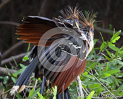 Closeup portrait of two bizarre looking colorful Hoatzins Opisthocomus hoazin sitting on branch in the Pampas del Yacuma, Bolivi Stock Photo