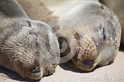 Closeup portrait of two Galapagos Fur Seals Arctocephalus galapagoensis heads side by side Galapagos Islands, Ecuador Stock Photo