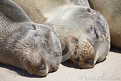 Closeup portrait of two Galapagos Fur Seals Arctocephalus galapagoensis with heads side by side Galapagos Islands, Ecuador Stock Photo