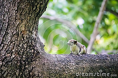 Closeup portrait of variable squirrel Callosciurus finlaysonii, sitting on a tree branch in a Thailand park Stock Photo