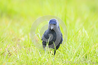Closeup portrait of a Western Jackdaw bird Coloeus Monedula foraging in grass Stock Photo