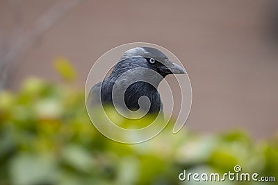 Closeup portrait of a Western Jackdaw bird Coloeus Monedula foraging in grass Stock Photo