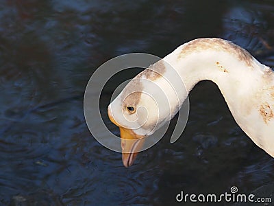 A closeup portrait of a white Emden goose head, it& x27;s drinking water Stock Photo