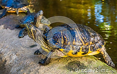 Closeup portrait of a yellow bellied cumberland slider turtle, tropical reptile specie from America Stock Photo