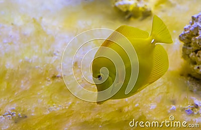 Closeup portrait of a yellow tang fish, one of the most popular fishes in aquaculture, tropical fish from hawaii Stock Photo