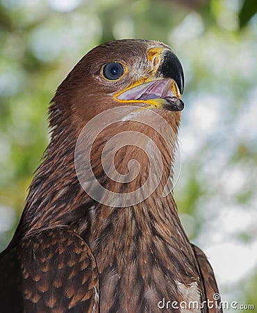 Portrait of a young eagle shot in the forest Stock Photo