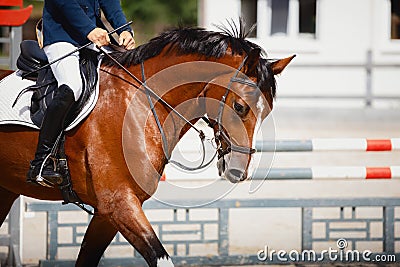 Young gelding horse during showjumping competition in summer in daytime Stock Photo