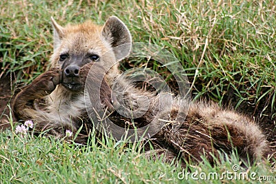 Closeup portrait of Young Spotted Hyena Crocuta crocuta in Ngorongoro Crater Tanzania Stock Photo