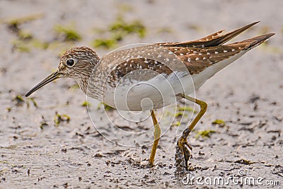 Closeup portriat of sandpiper / yellowlegs species hunting in the wetlands off the Minnesota River in the Minnesota Valley Nationa Stock Photo