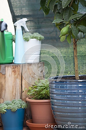 Potted lemon tree growing in blue clay pot Stock Photo