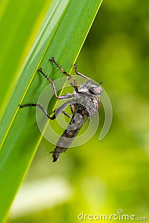 Closeup on a predator common awl robberfly Neoitamus cyanurus sitting on a green leaf Stock Photo