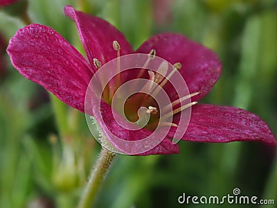 Single saxifrage flower, variety Alpino Pink Early Stock Photo
