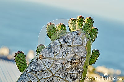 Closeup of prickly pear cactus flowers getting ready to blossom and bloom in Mexico desert. Succulent fig optunia Stock Photo