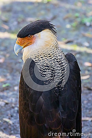 Profile Of A Northern Crested Caracara Stock Photo