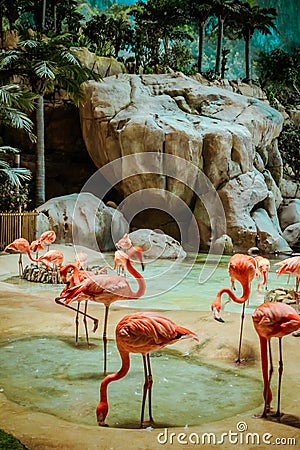 Closeup profile portrait of a pink flamingo. A group of flamingoes. Pink flamingos against green background Stock Photo