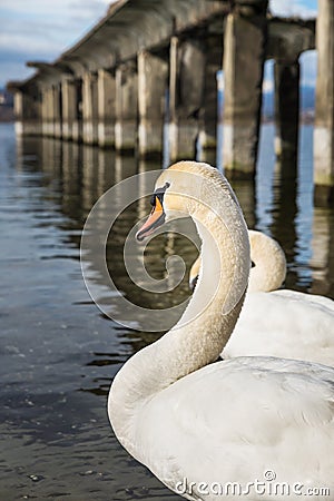 Closeup and profile of a white swan wild with attentive look Stock Photo