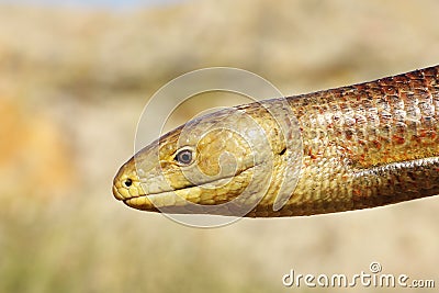 Closeup of Pseudopodus apodus head Stock Photo