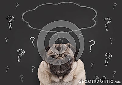 Closeup of pug puppy dog sitting in front of blackboard sign with question marks and blank thought bubble Stock Photo