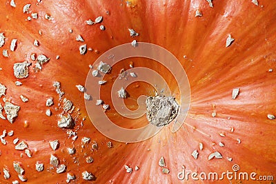 Closeup Pumpkin Macro Shoot Autumn Symbol Stock Photo