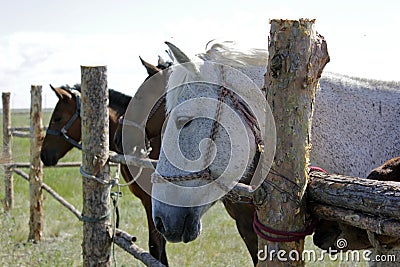 Closeup of pure breed Kazakhstan horses in a wooden case Stock Photo