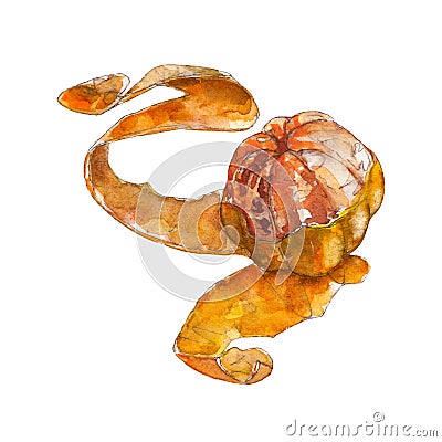The closeup purified tangerine with a skin on white background, watercolor illustration Cartoon Illustration