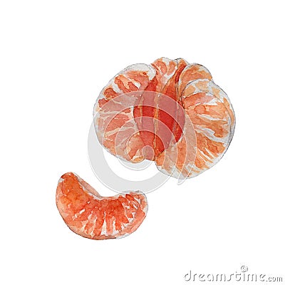 The closeup purified tangerine on white background, watercolor illustration Cartoon Illustration