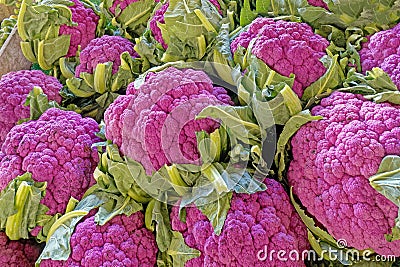 closeup purple cauliflower heads in Fall, color from anthocyanin Stock Photo