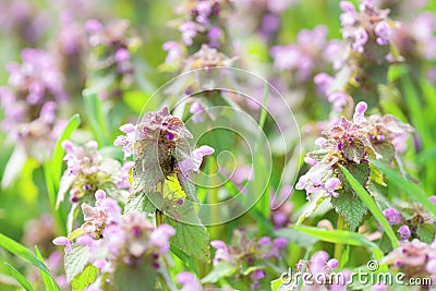 Closeup of Purple Dead-Nettle Lamium Purpureum in blossom. Selective focus Stock Photo