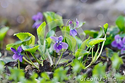 Closeup purple flowers (Scientific name: Viola odorata, Sweet Vi Stock Photo