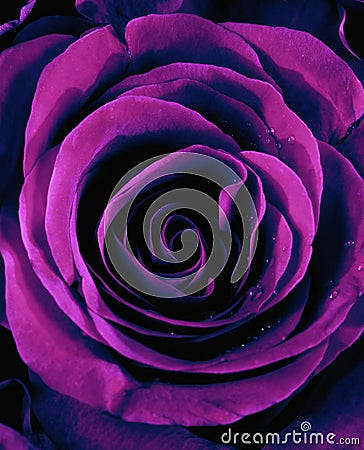 Closeup of a Purple Rose Stock Photo