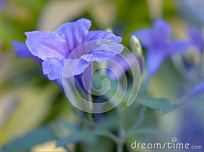 Closeup purple Ruellia tuberosa flowers in the garden Stock Photo