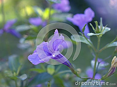 Closeup purple Ruellia tuberosa flowers in the garden Stock Photo