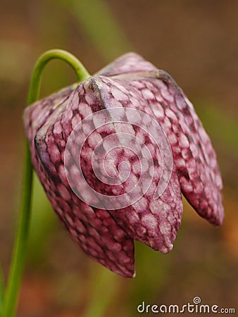 Closeup of purple snake`s head fritillary flower Stock Photo