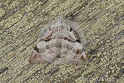 Closeup on the Purple treble-bar owlet moth, Aplocera praeformata, sitting on wood Stock Photo