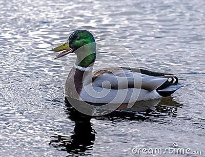 Closeup of a quacking mallard drake with iridescent green feathers Stock Photo