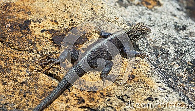 Closeup of a Rainbow Agama Agama agama sunbaking on rocks Lake Tana, Ethiopia Stock Photo