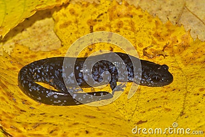 Closeup on the rare blue spotted mole salamander , Ambystoma laterale sitting on a yellow leaf Stock Photo